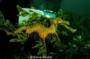 Leafy and diver by Dave Baxter 